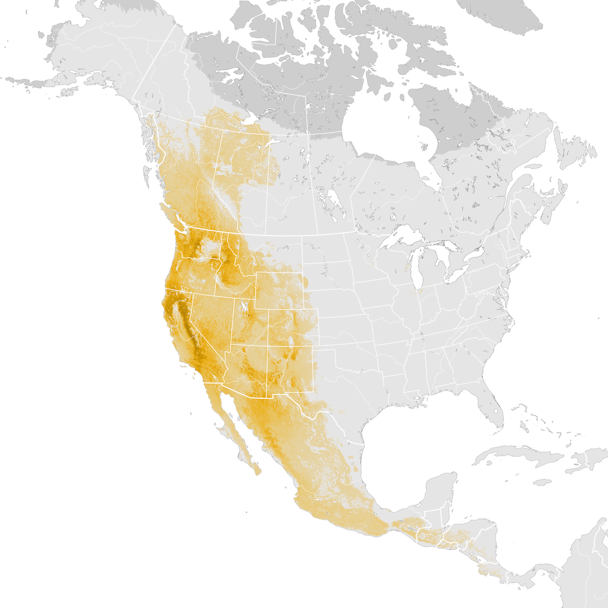 Western Tanager - Abundance map: Pre-breeding migration - eBird Status ...