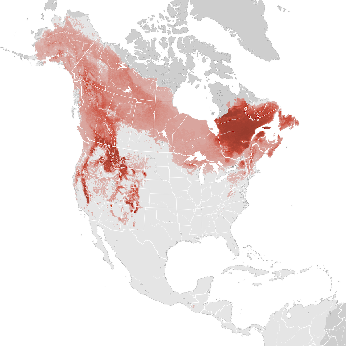 Yellow-rumped Warbler - Abundance Map: Breeding - Ebird Status And Trends