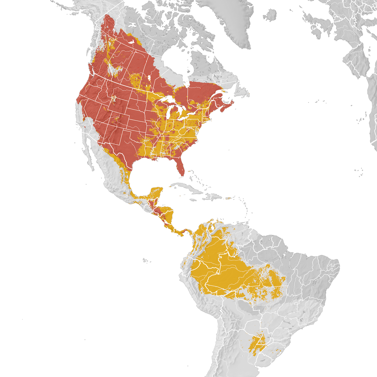 Common Nighthawk Range map eBird Status and Trends