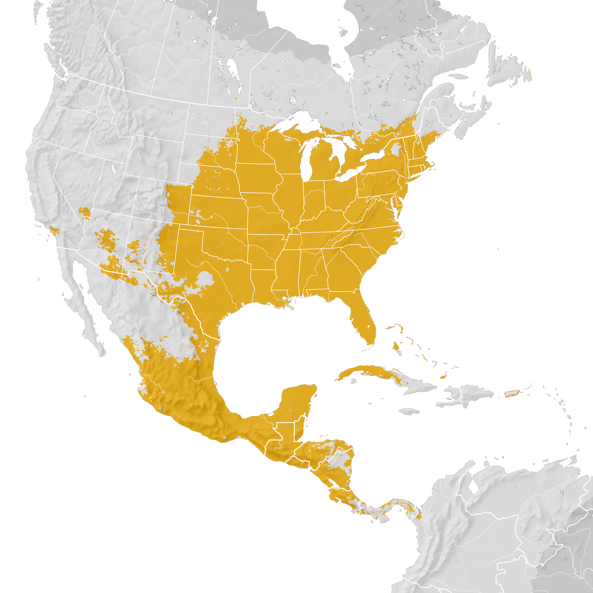 Indigo Bunting - Range map: Post-breeding migration - eBird Status and