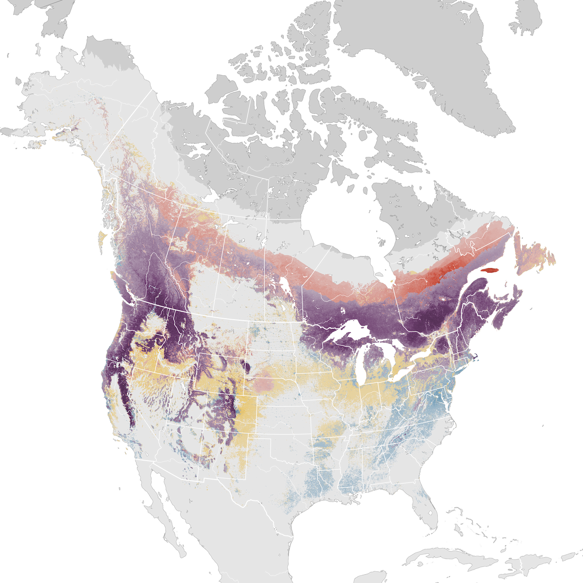 Red-breasted Nuthatch - Abundance map - eBird Status and Trends