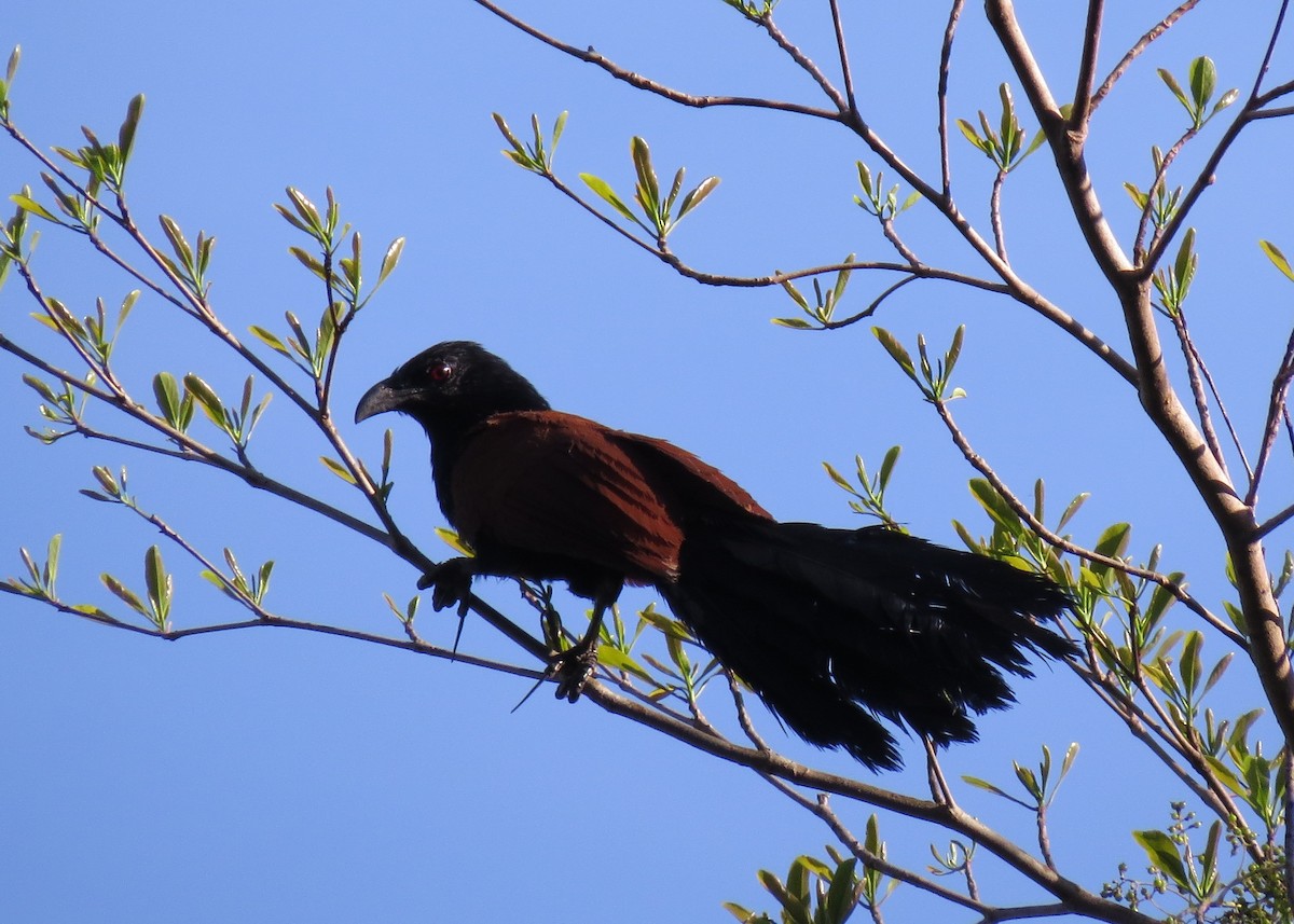Greater Coucal - Mark Smiles
