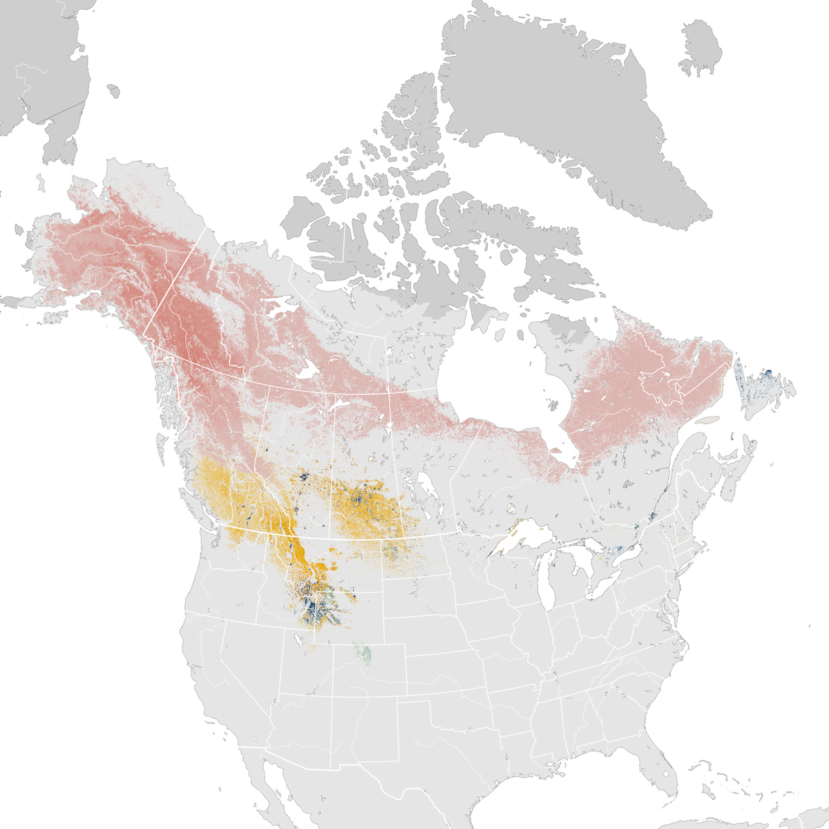 Bohemian Waxwing - Abundance map - eBird Status and Trends