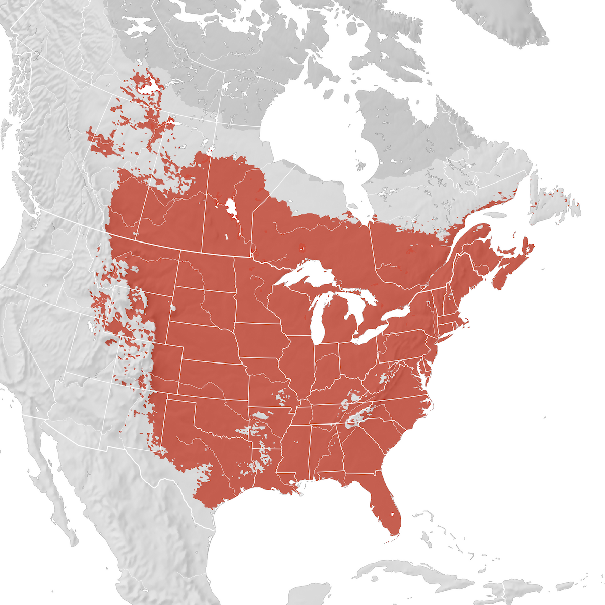 Common Grackle - Range map: Breeding - eBird Status and Trends