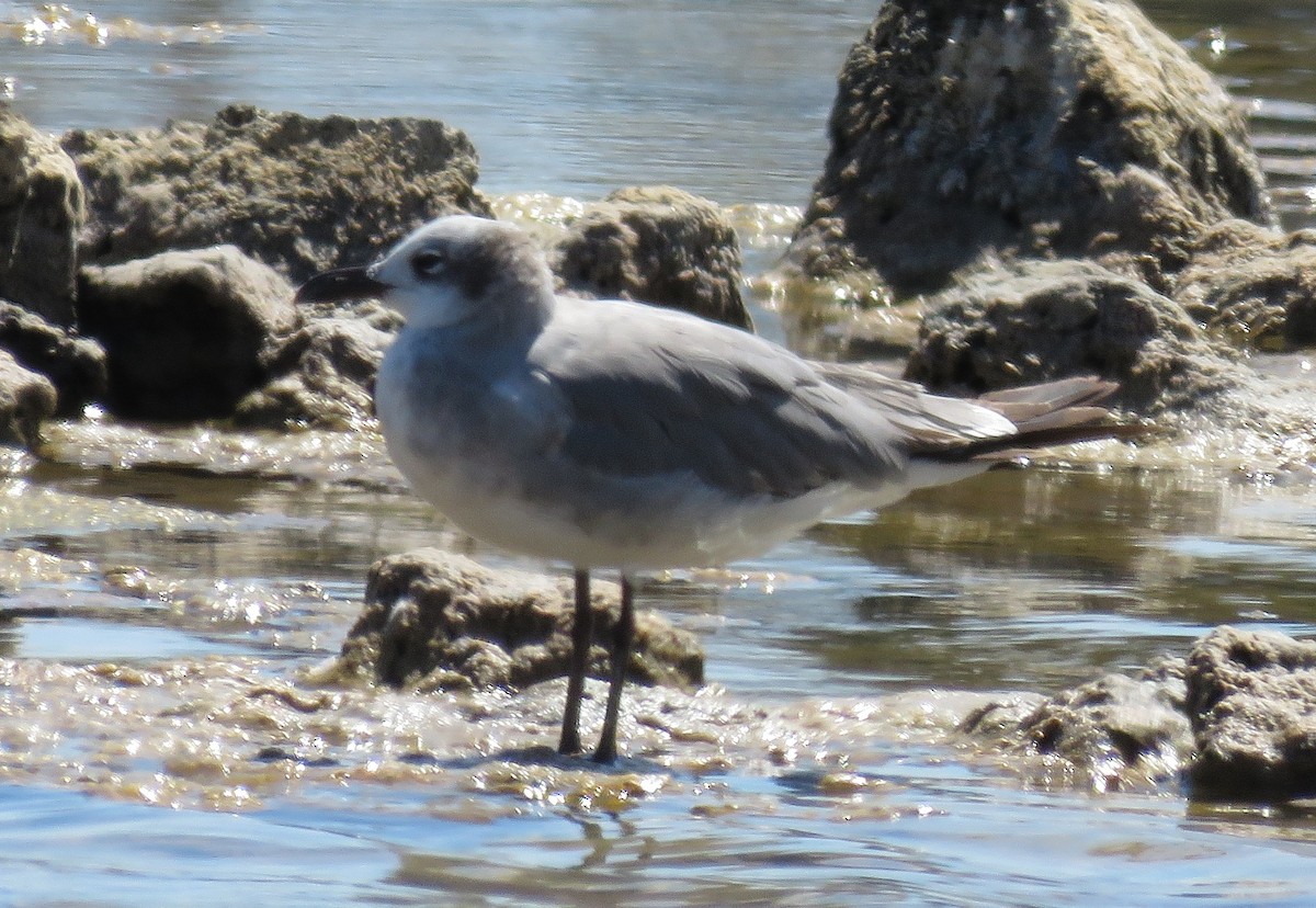 Laughing Gull - undefined