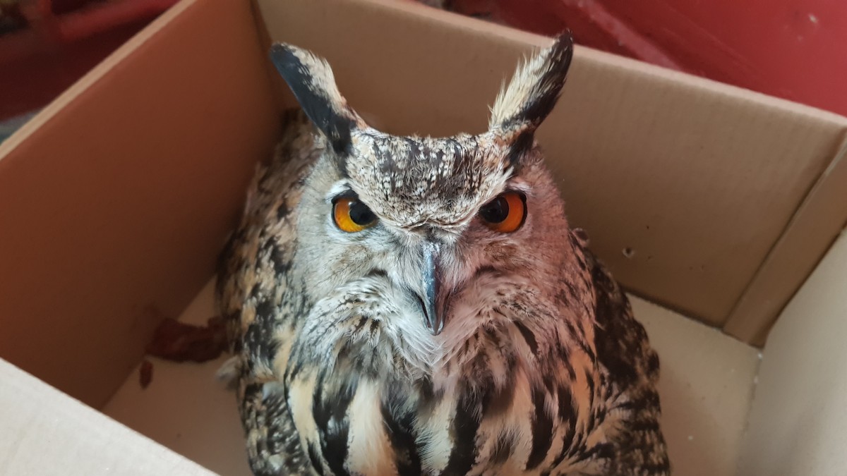Eurasian Eagle-Owl - ML286830301