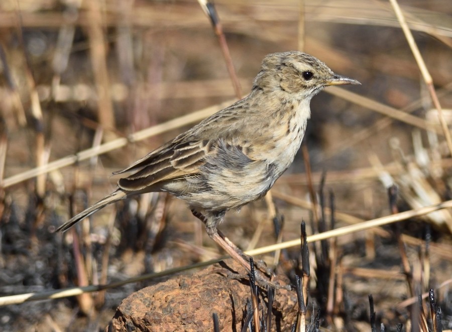 African Pipit - ML286836431