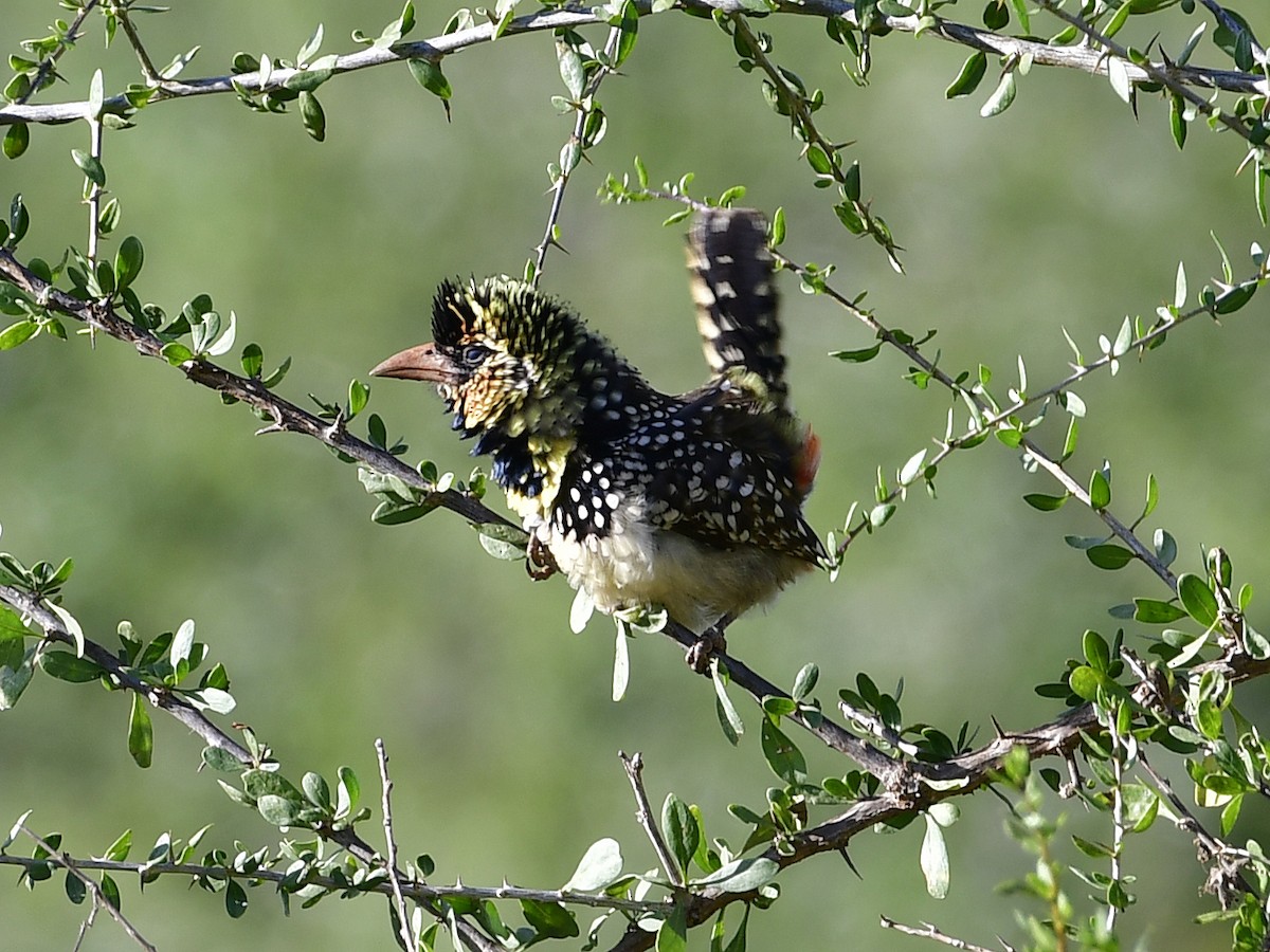 Red-fronted Barbet - ML286837091