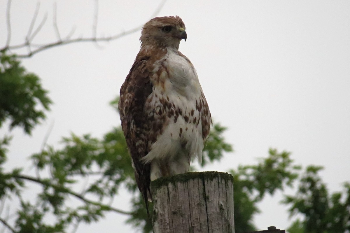 Red-tailed Hawk - ML286838881