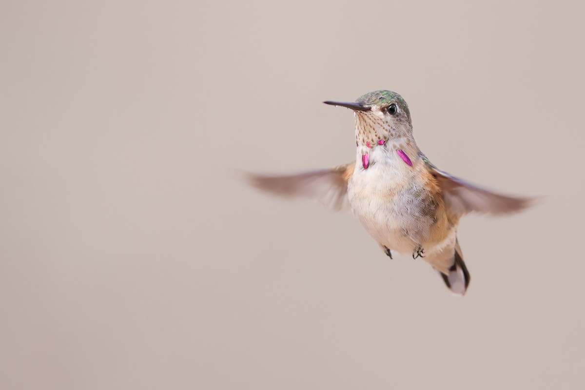 Calliope Hummingbird - Tony Dvorak