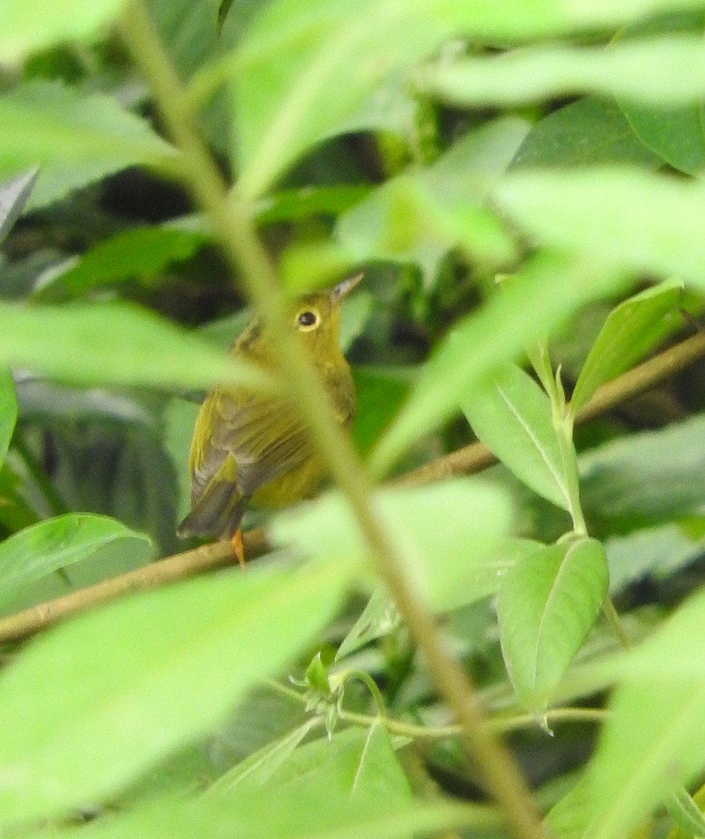 Green-crowned Warbler - Abhishek .