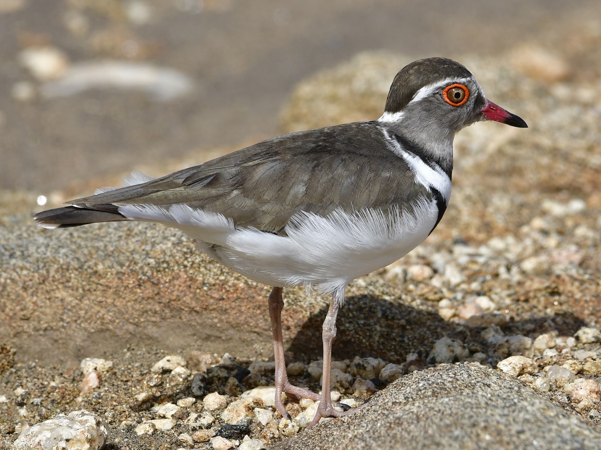 Three-banded Plover - ML286849461