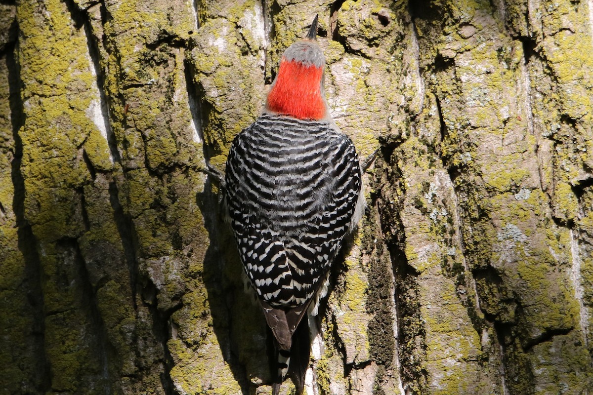 Red-bellied Woodpecker - ML28685051