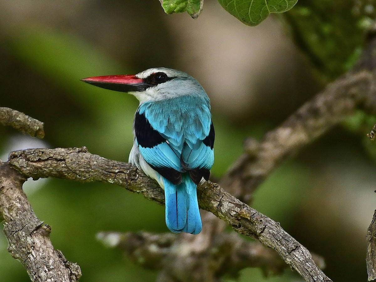 Woodland Kingfisher - Gerd Schön