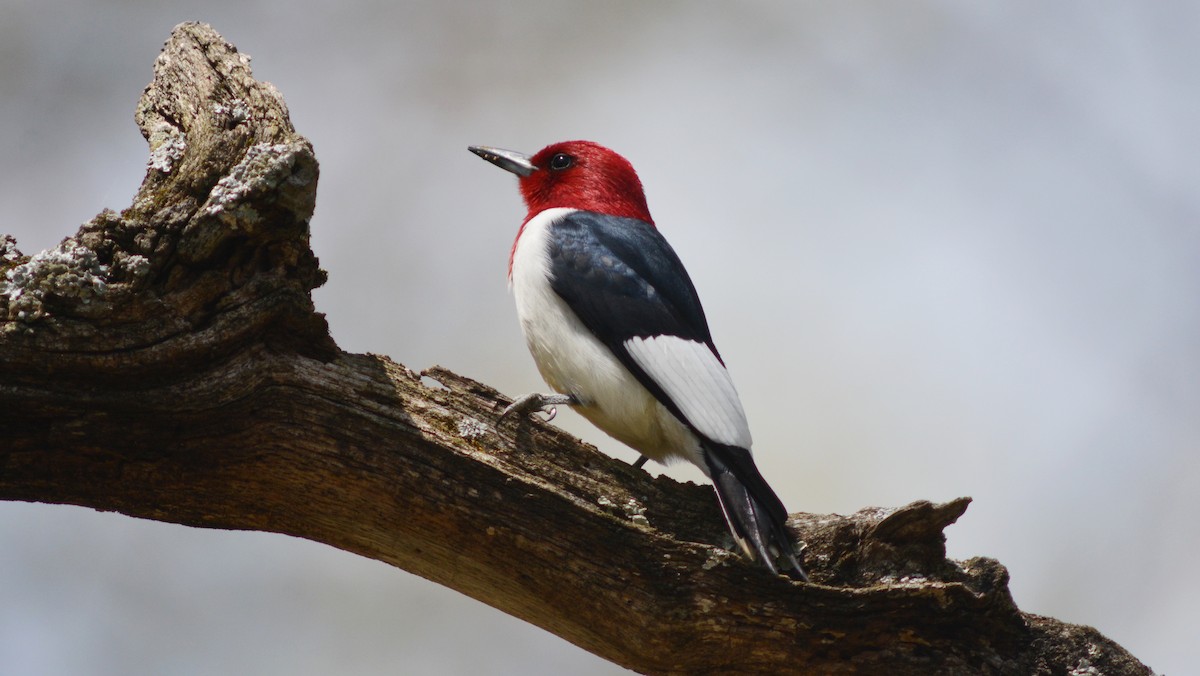 Red-headed Woodpecker - ML28685171