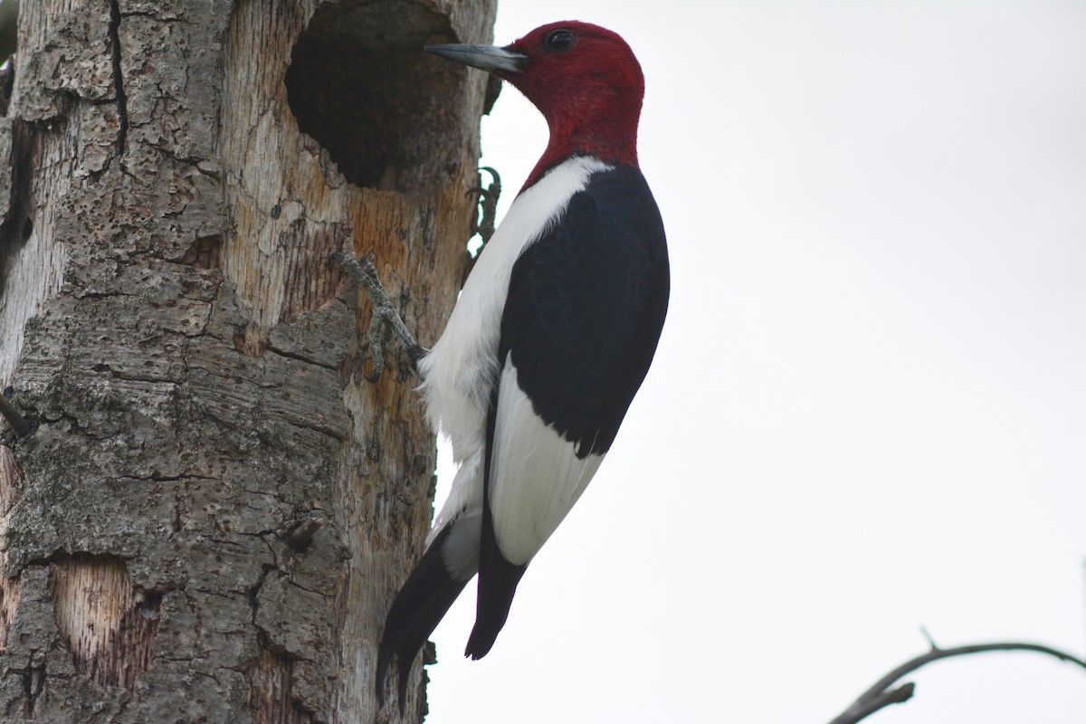 Red-headed Woodpecker - ML28685181