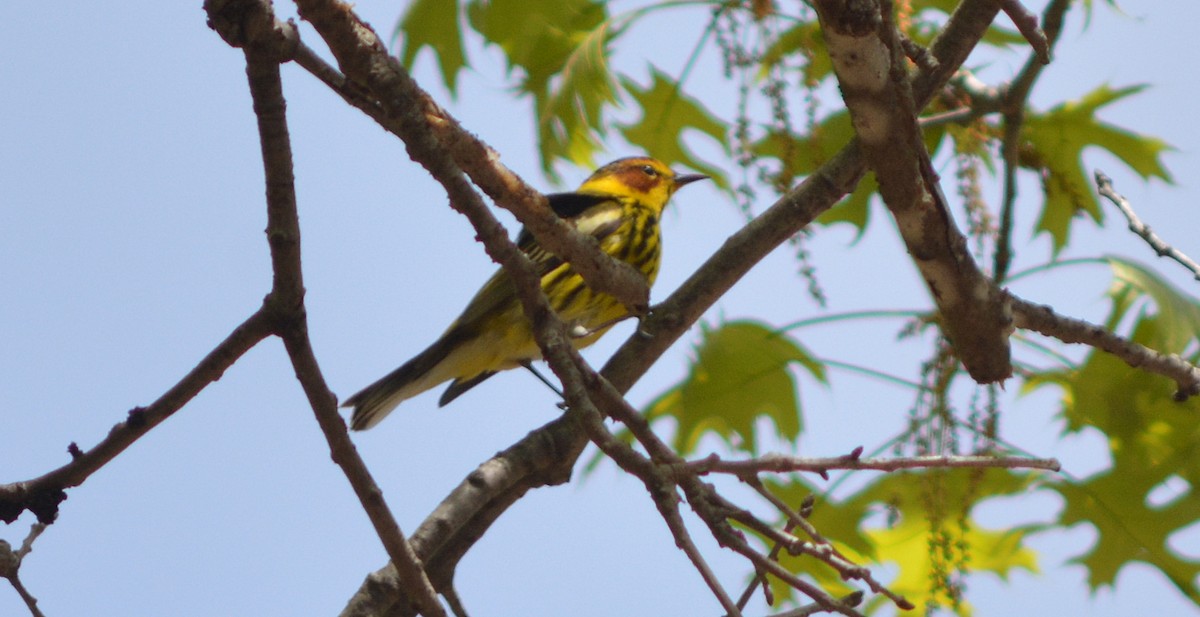 Cape May Warbler - Carl Winstead