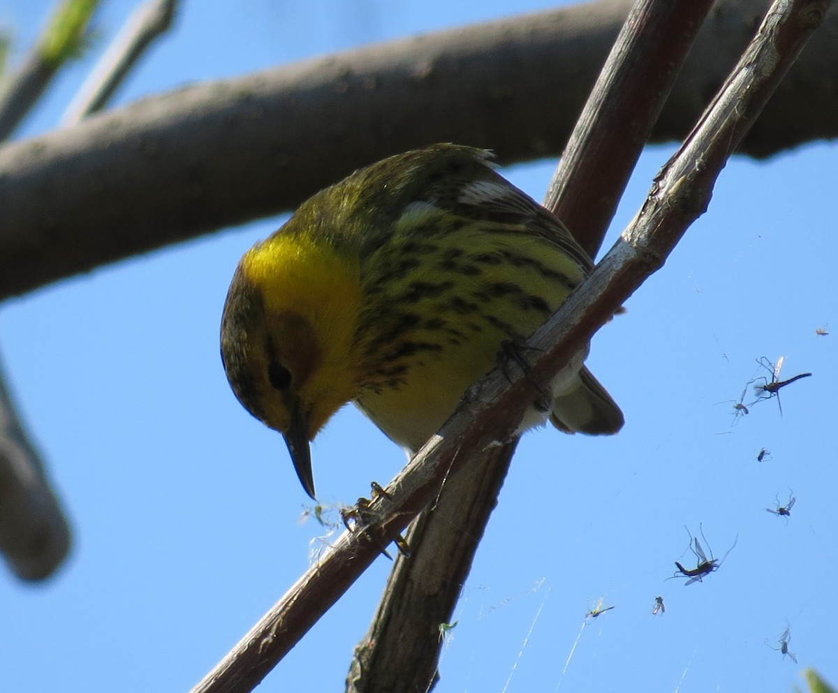 Cape May Warbler - ML28685661