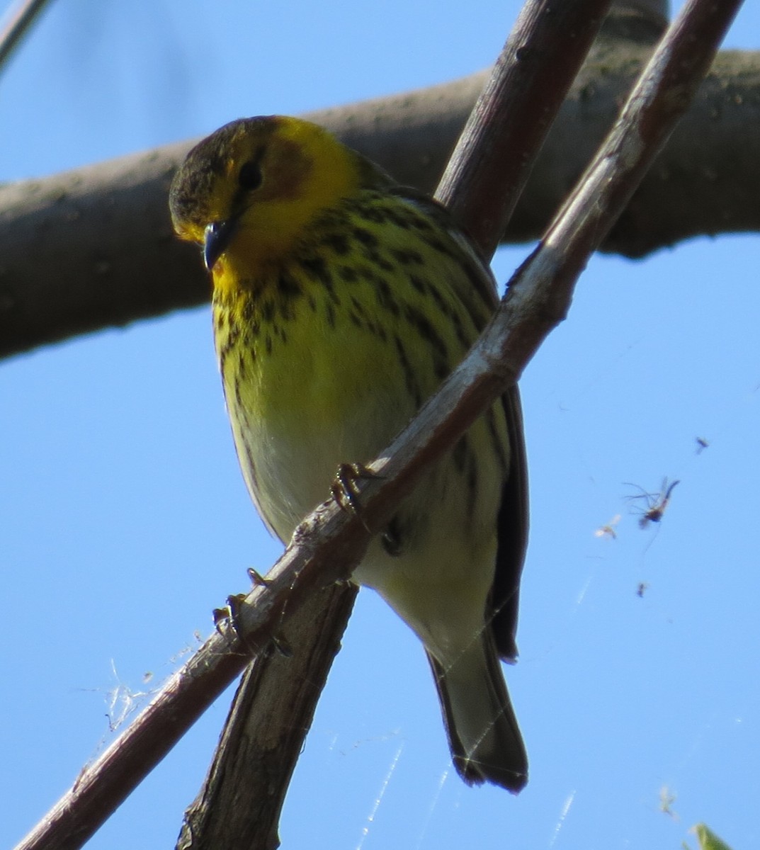 Cape May Warbler - ML28685671