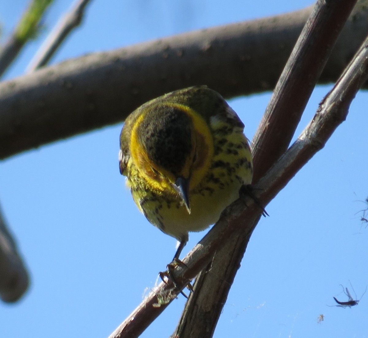 Cape May Warbler - ML28685681