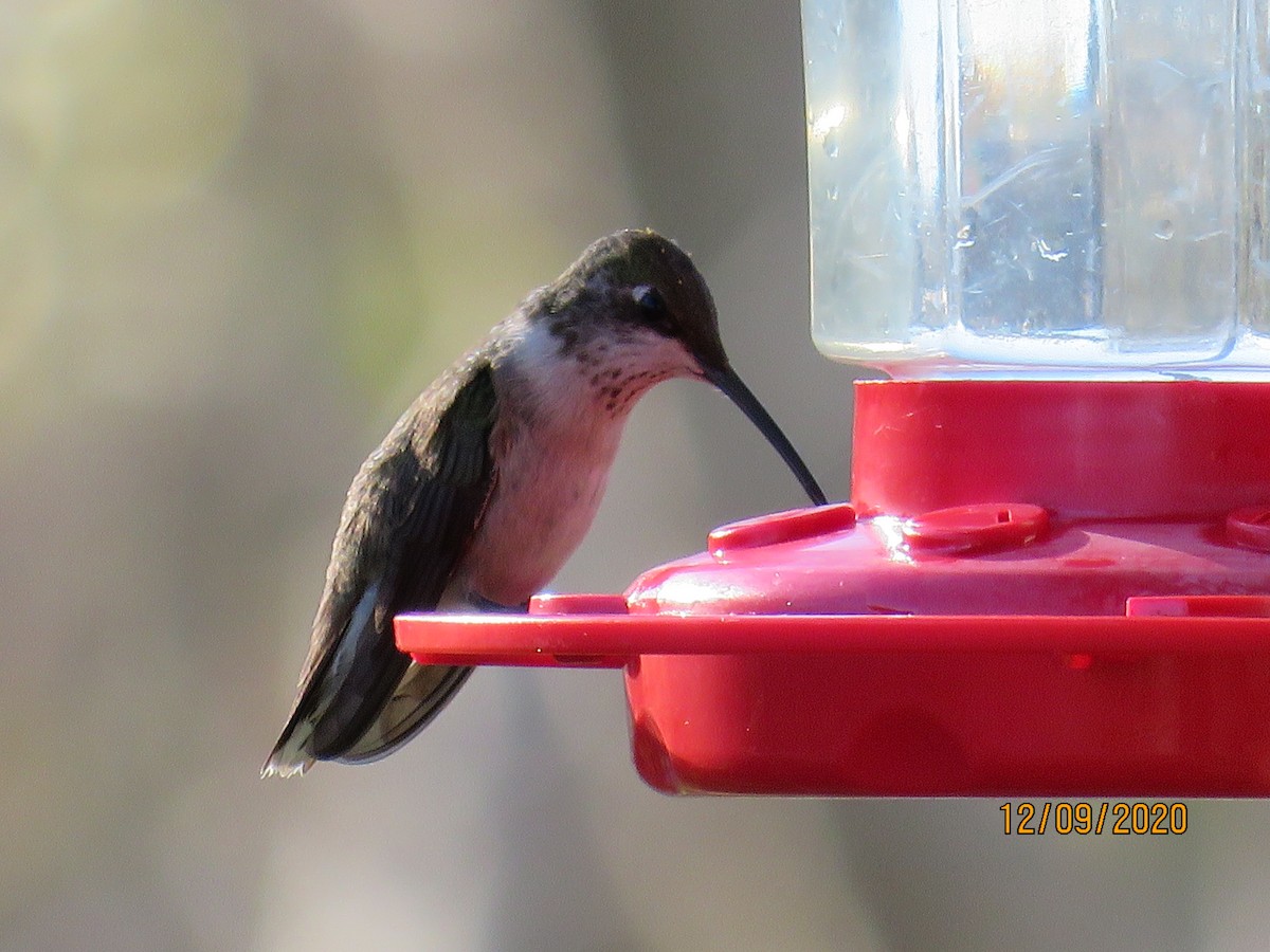 Black-chinned Hummingbird - Judy Robichaux