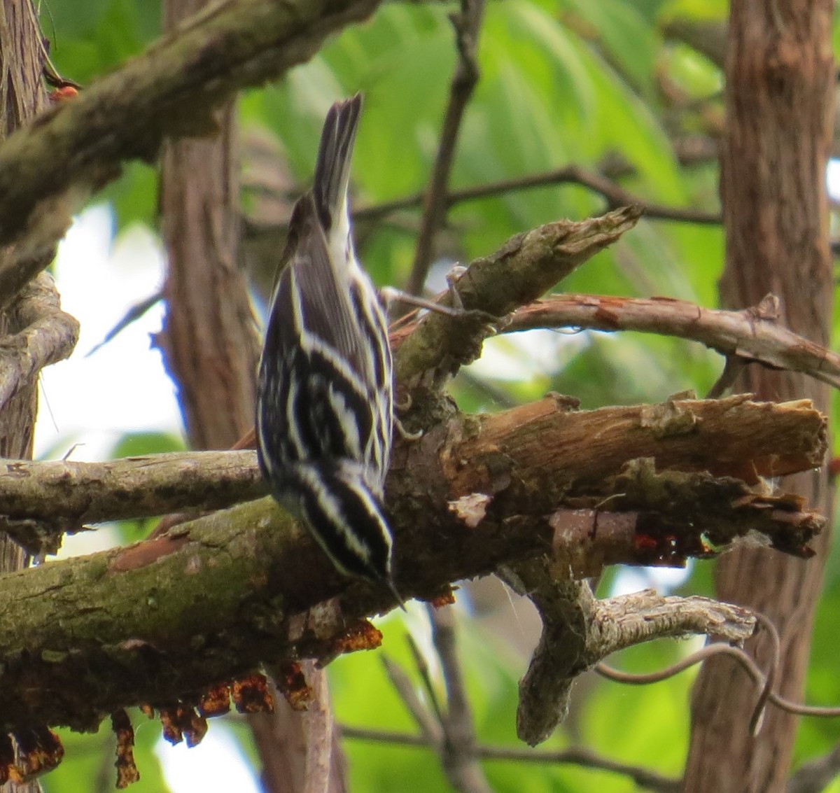 Black-and-white Warbler - ML28685921