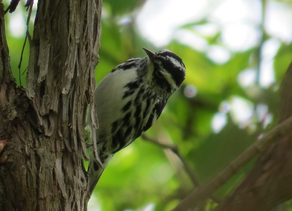 Black-and-white Warbler - ML28685931