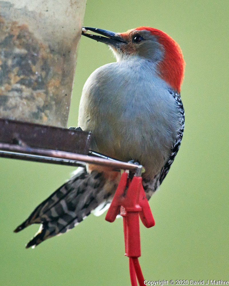 Red-bellied Woodpecker - ML286860591