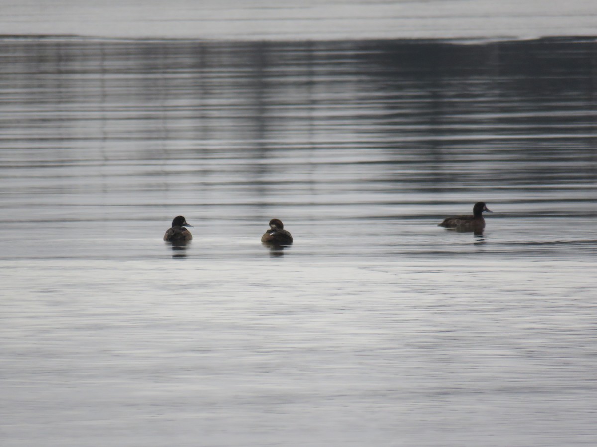 Greater Scaup - ML286860911