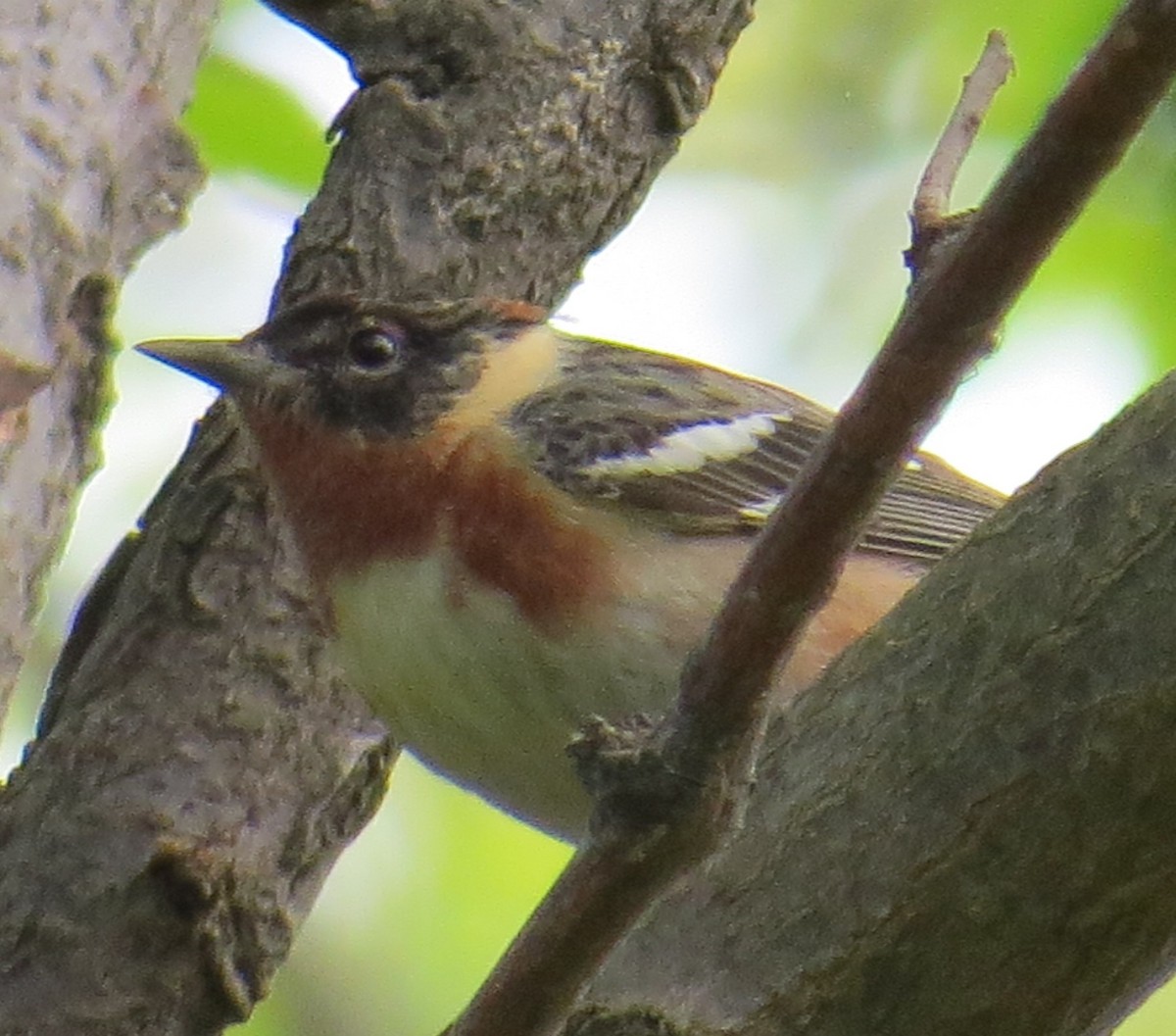 Bay-breasted Warbler - ML28686171
