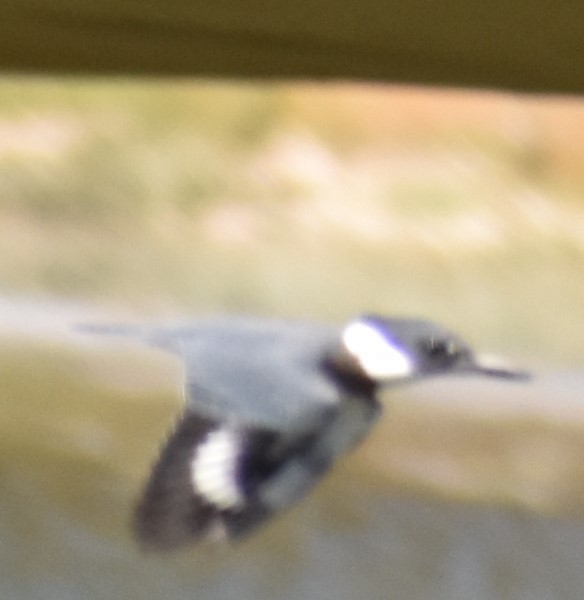 Belted Kingfisher - ML286863691