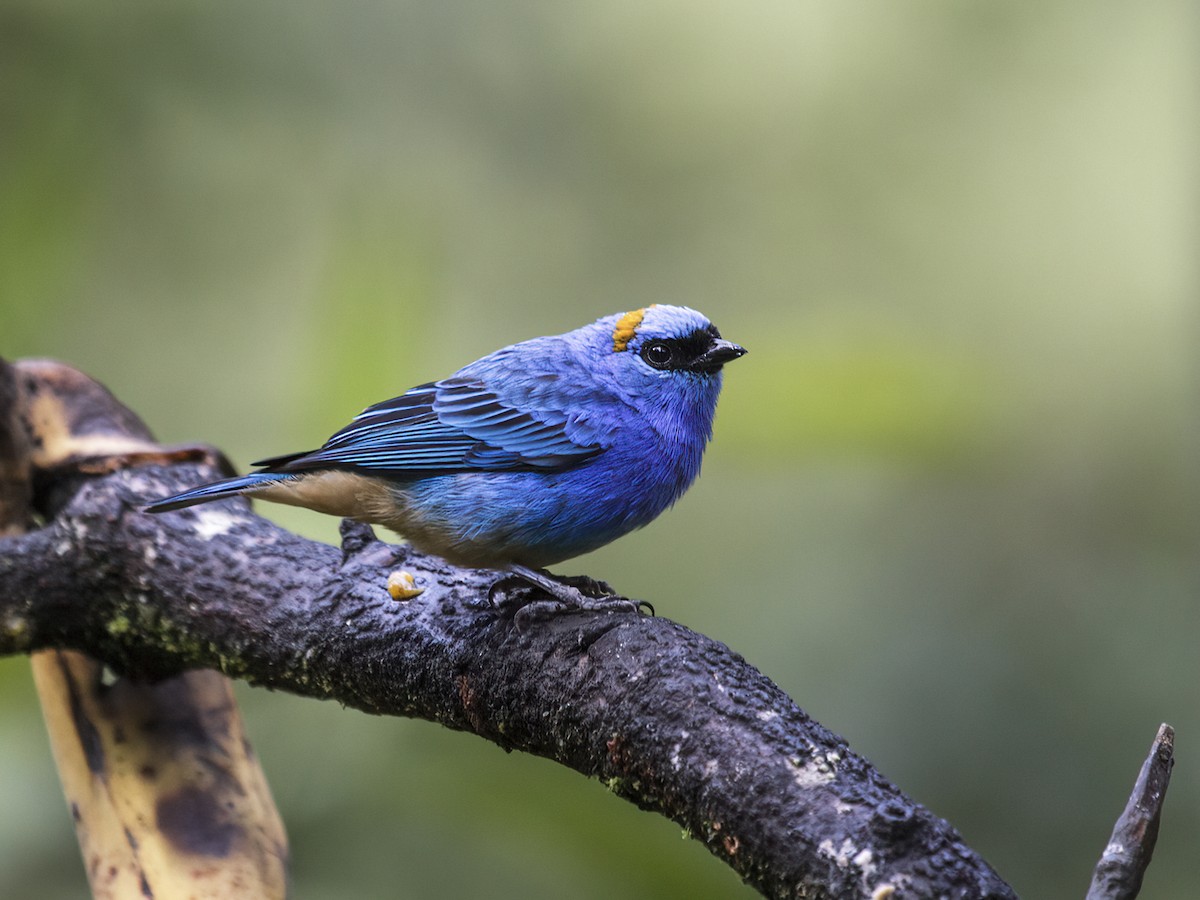 Golden-naped Tanager - ML286863851