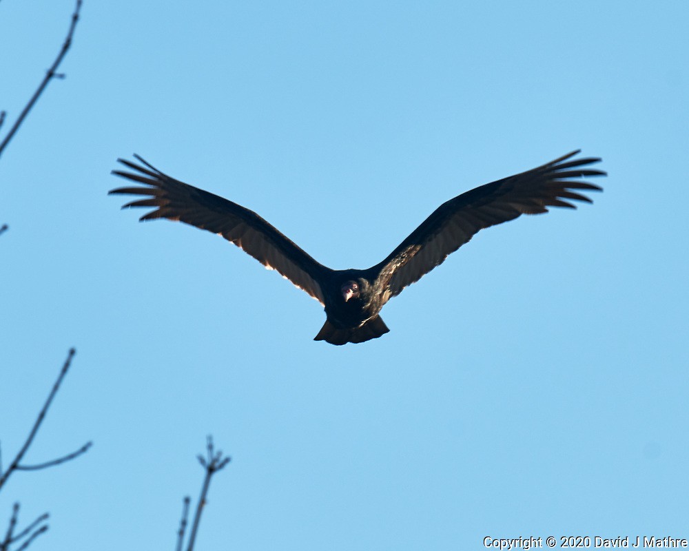 eBird Checklist - 8 Dec 2020 - 01 New Jersey, Skillman, home - 2 species