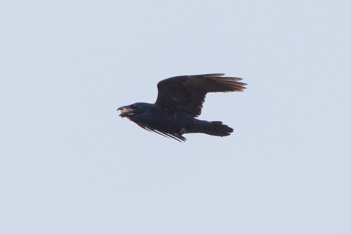 Common Raven - Steve Kelling