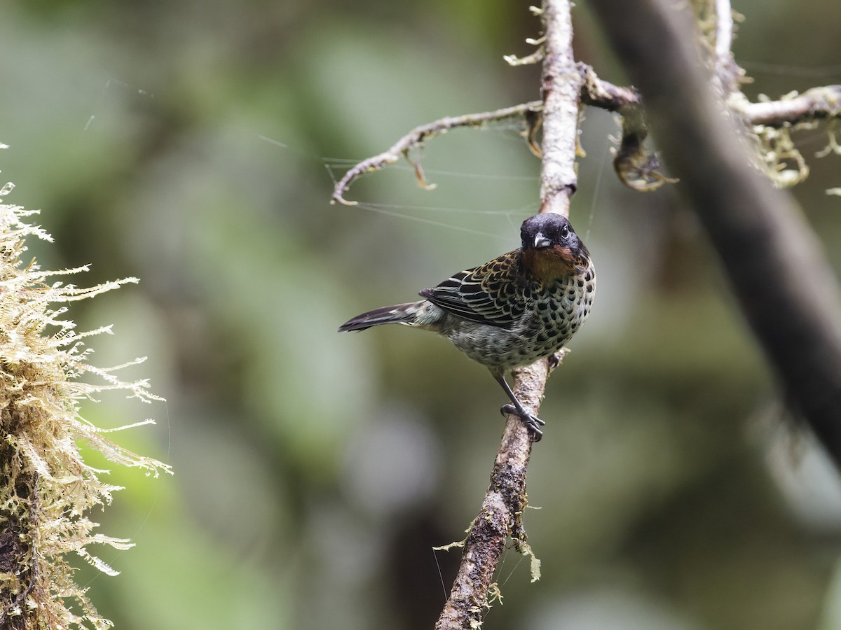 Rufous-throated Tanager - ML286865701