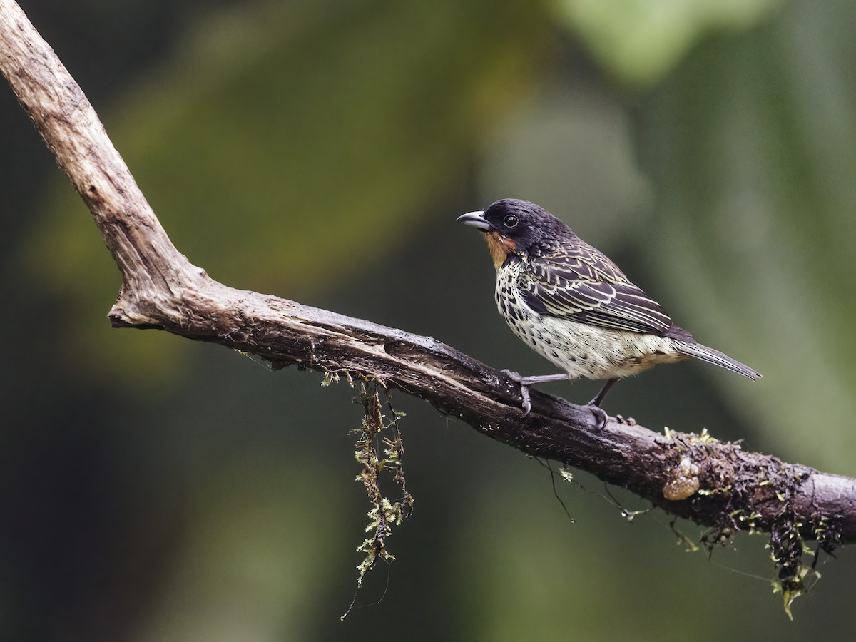 Rufous-throated Tanager - ML286865731