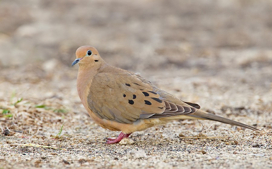 Mourning Dove - Paul Cools