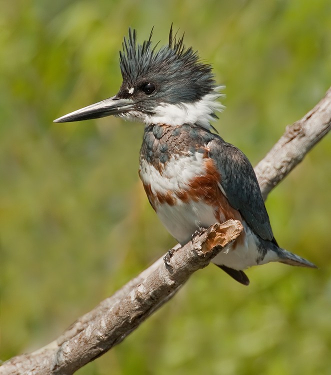 Belted Kingfisher - ML286875451