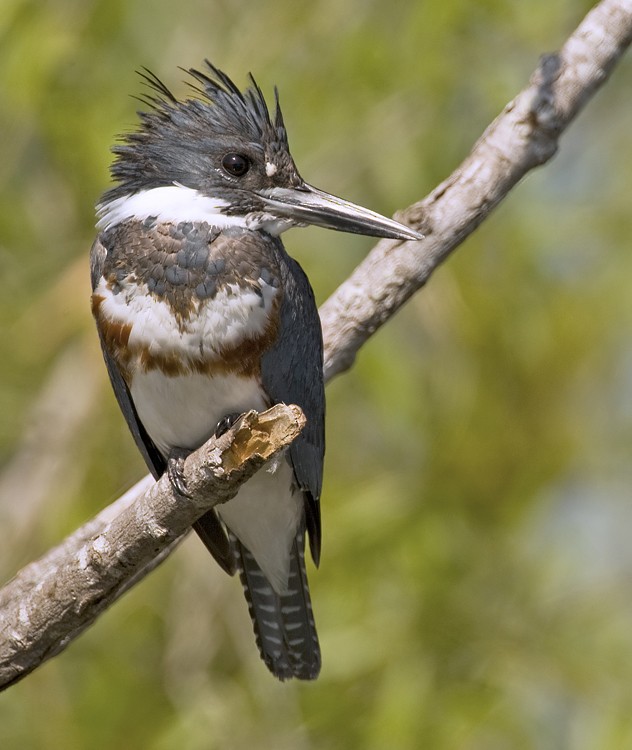 Belted Kingfisher - ML286875461