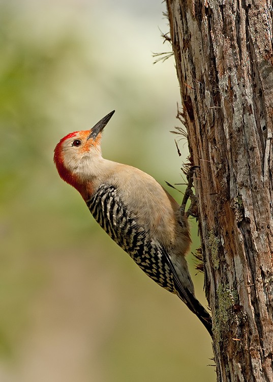 Red-bellied Woodpecker - ML286875501