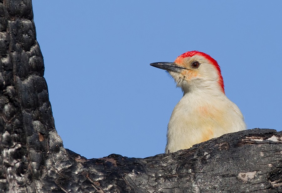 Red-bellied Woodpecker - ML286875511