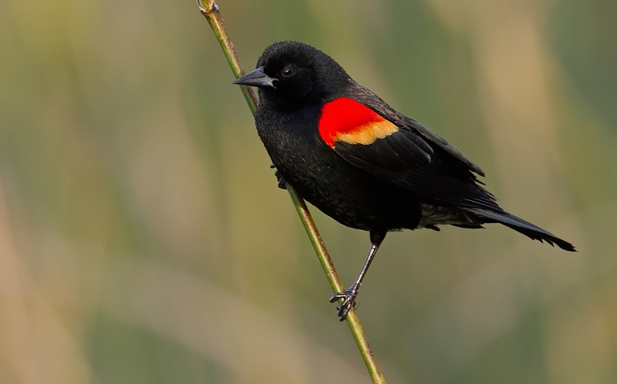 Red-winged Blackbird (Red-winged) - Paul Cools