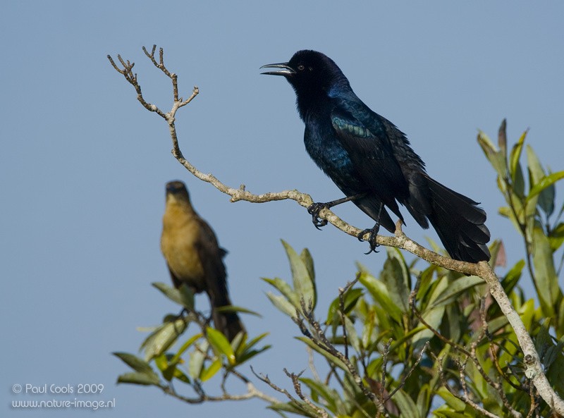 Boat-tailed Grackle (westoni) - Paul Cools
