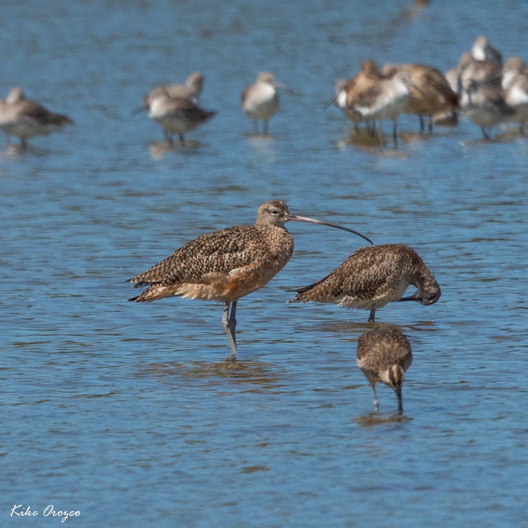 Long-billed Curlew - ML286876561