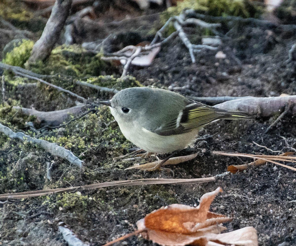 Ruby-crowned Kinglet - Suzanne Cadwell