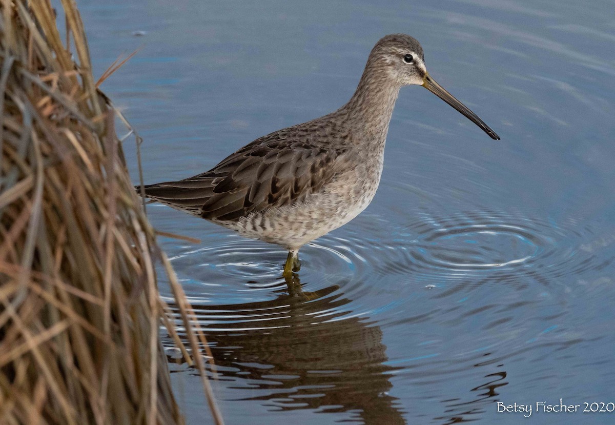 Long-billed Dowitcher - ML286881251