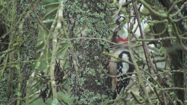Middle Spotted Woodpecker - ML286889671