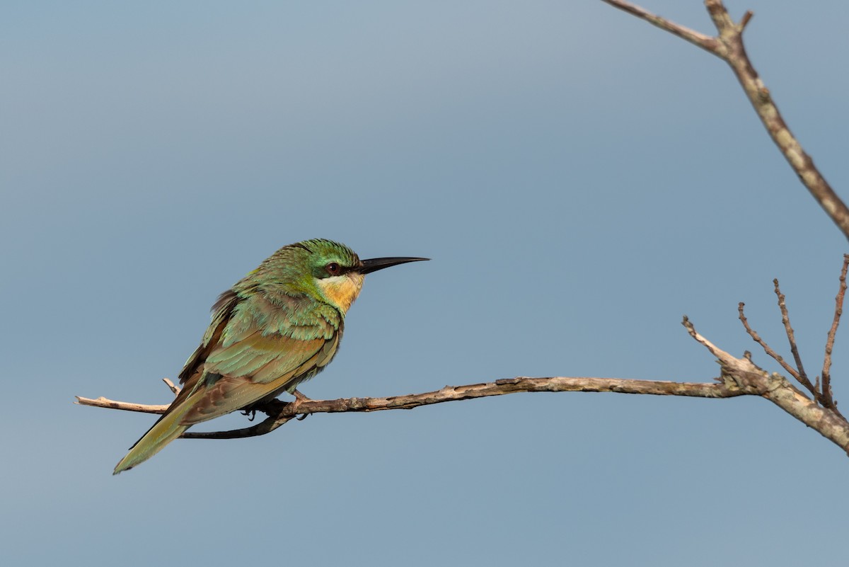 Blue-cheeked Bee-eater - ML286891341