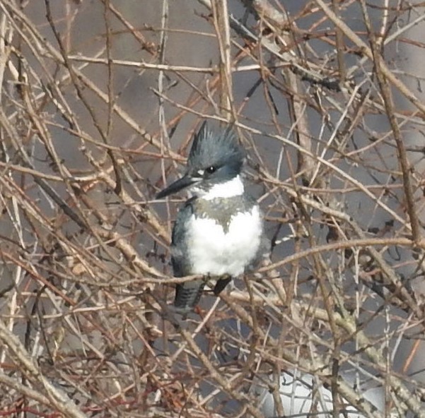 Belted Kingfisher - ML286891391