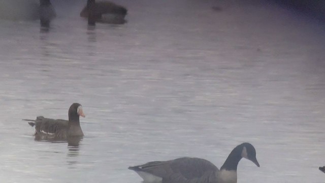 Greater White-fronted Goose (Western) - ML286892211